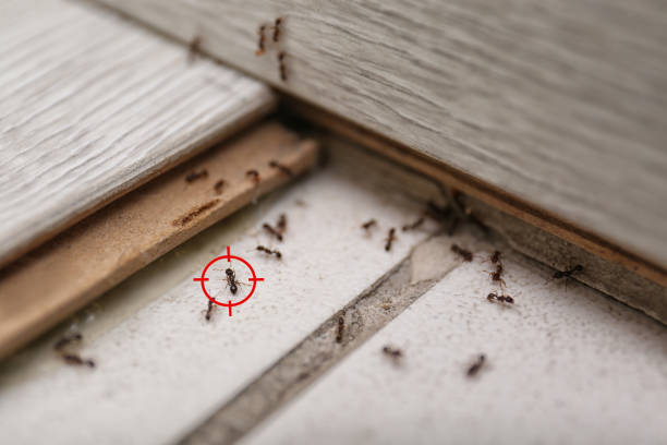 Pest Control Cost in Syracuse, NY