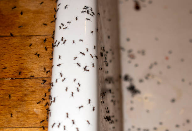 Best Local Pest Control Services  in Syracuse, NY