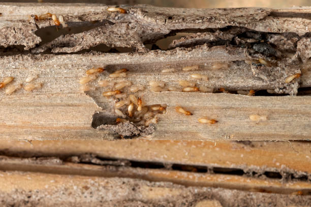Best Affordable Pest Control Services  in Syracuse, NY